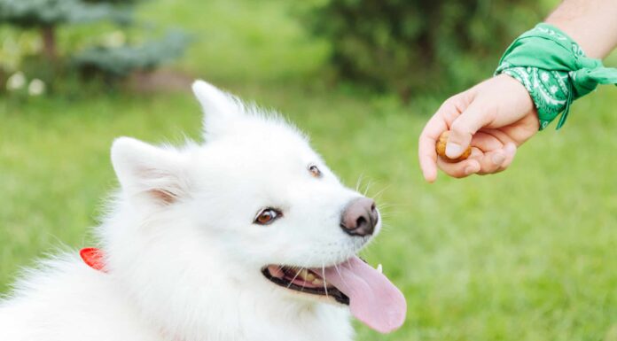 5 noci che i tuoi cani possono mangiare in sicurezza e 4 da evitare
