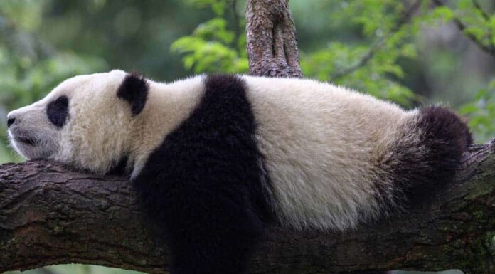 I 15 animali più pigri del mondo
