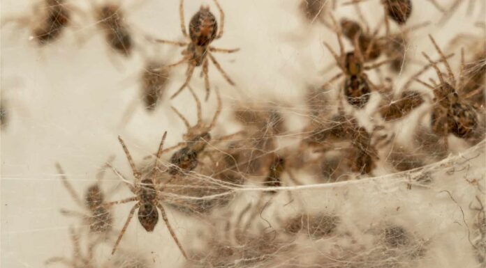 Quanti ragni ci sono nel mondo?
