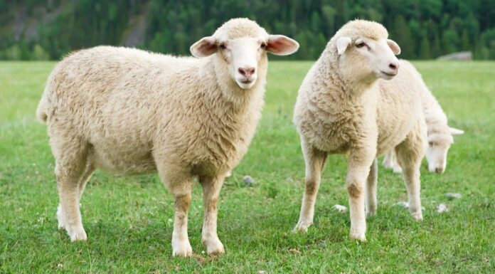 Periodo di gestazione delle pecore: per quanto tempo le pecore sono incinte?
