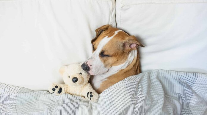 Il mio cane si contrae nel sonno, dovrei preoccuparmi?
