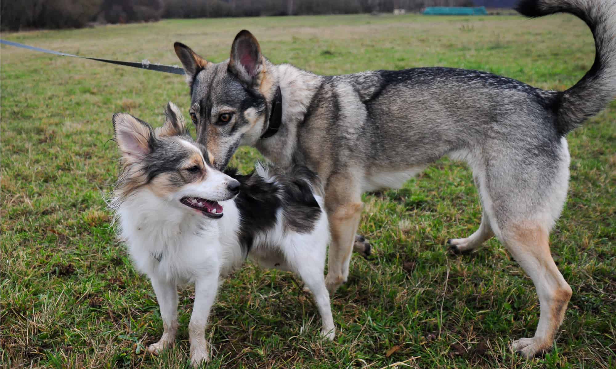 Finalmente ho scoperto perché i cani sentono così tanto l'odore dei mozziconi