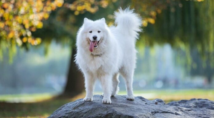 I 7 migliori parchi per cani a Bakersfield
