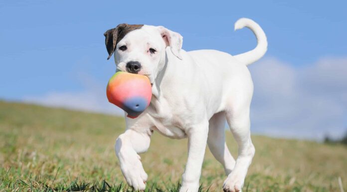I 6 migliori parchi per cani di Honolulu
