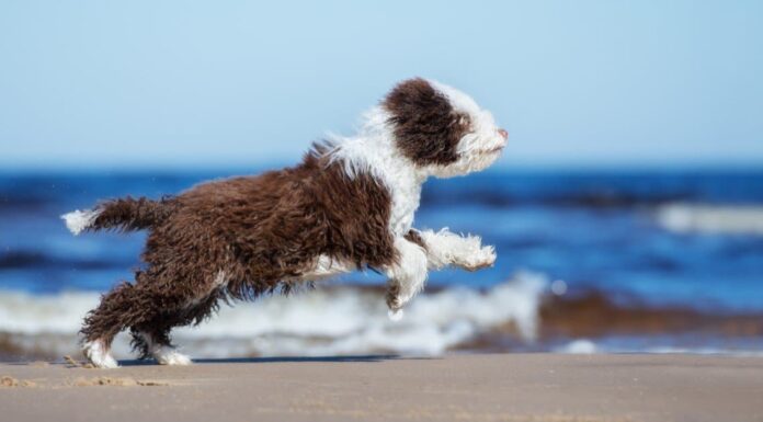 66 divertenti nomi di cani hawaiani e il loro significato

