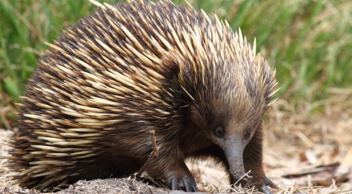 Animals that Eat Insects &ndash; Short-Beaked Echidna