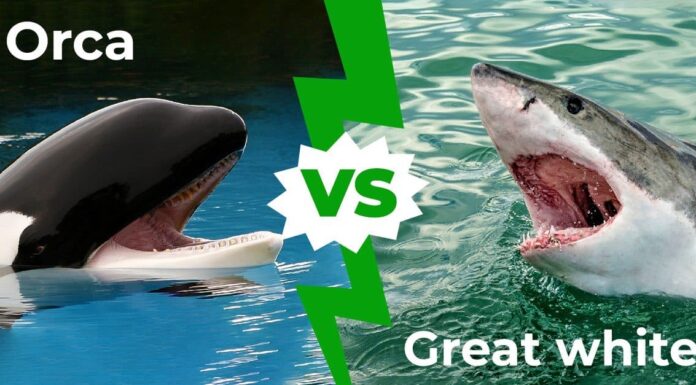 Le acque del New England potrebbero presto ospitare una grande battaglia tra balene bianche e assassine?
