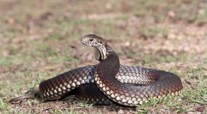  I serpenti sono carnivori?  Quali cibi sorprendenti mangiano?
