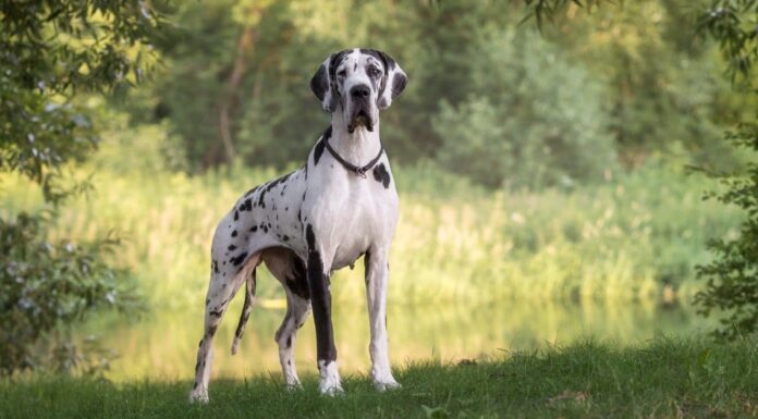Great danes playing in field
