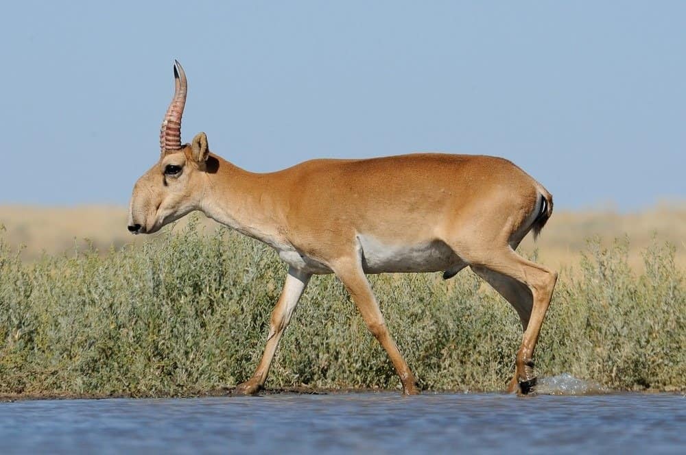 Impala vs Antilope: quali sono le principali differenze?