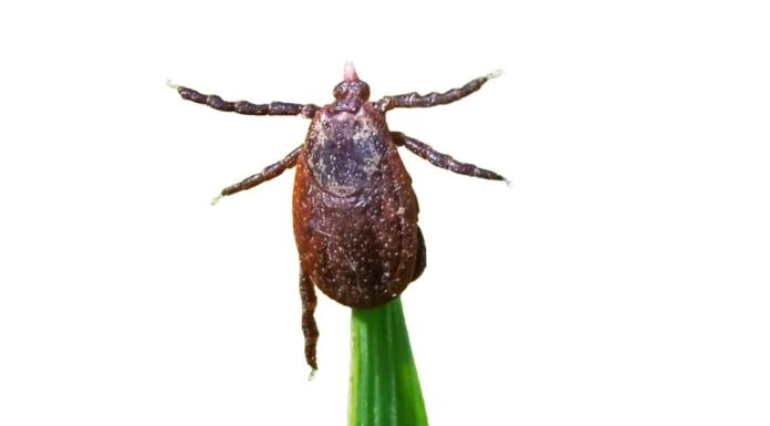 Zecche nel Wisconsin
