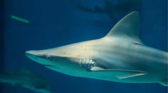 Squali domestici in un acquario: è una buona idea?
