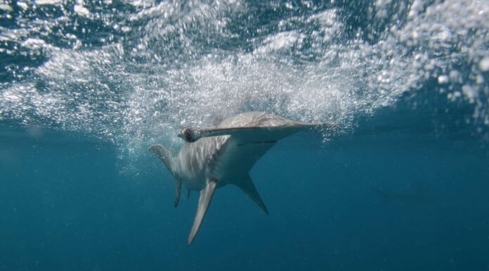 Squali vulcano: l'incredibile storia vera

