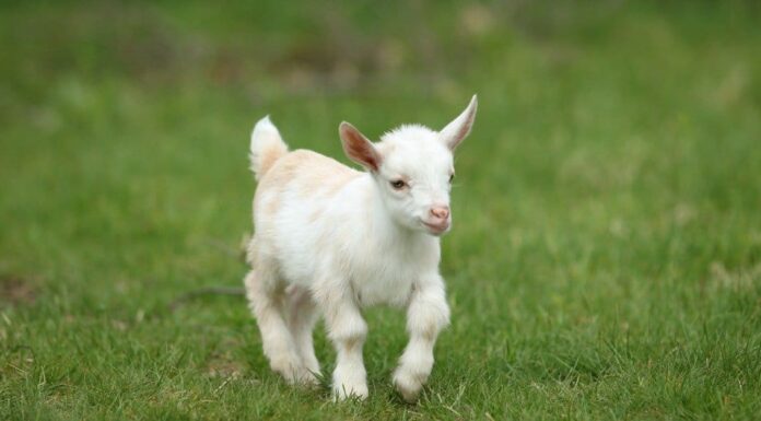 Nomi di capra: oltre 100 fantastiche idee per chiamare la tua capra da compagnia
