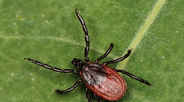 Zecche nel West Virginia
