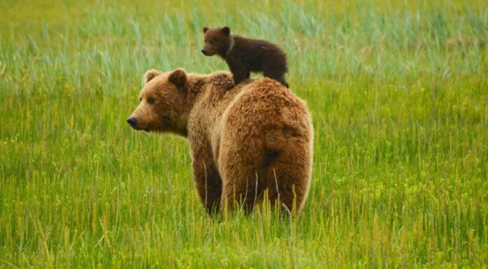 Kamchatka Brown Bear