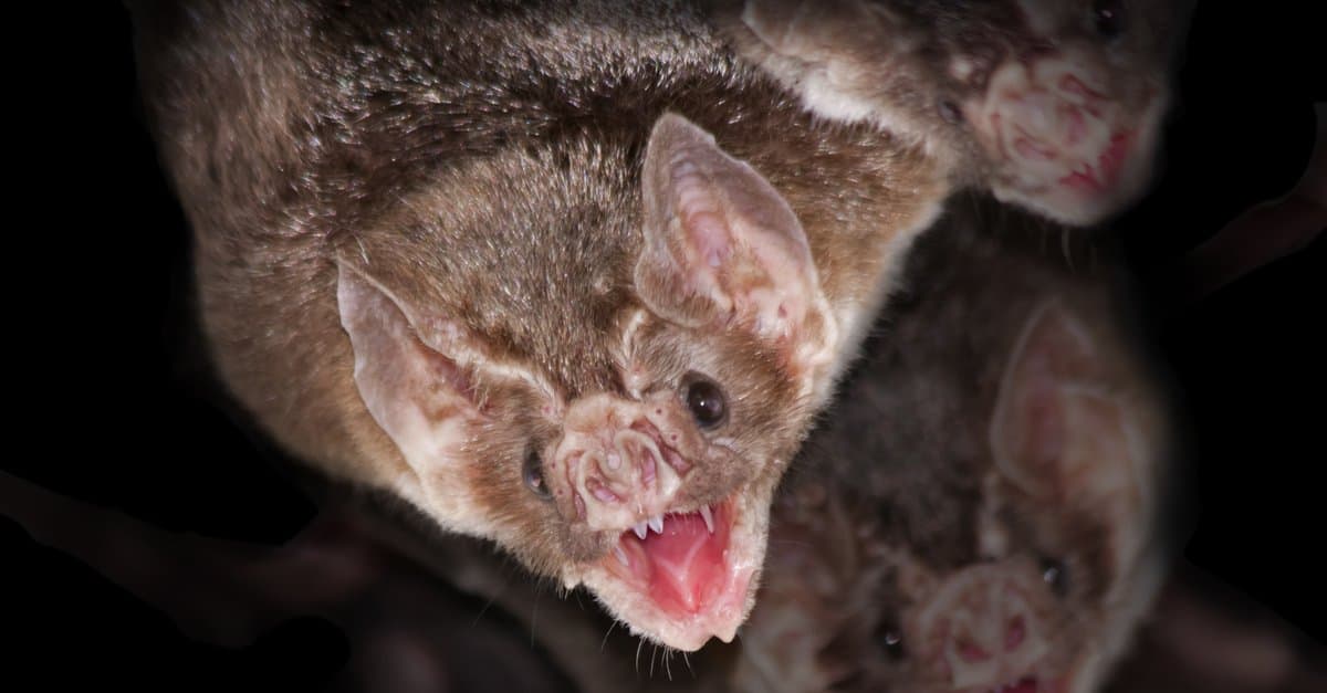 10 fatti incredibili sui pipistrelli vampiri