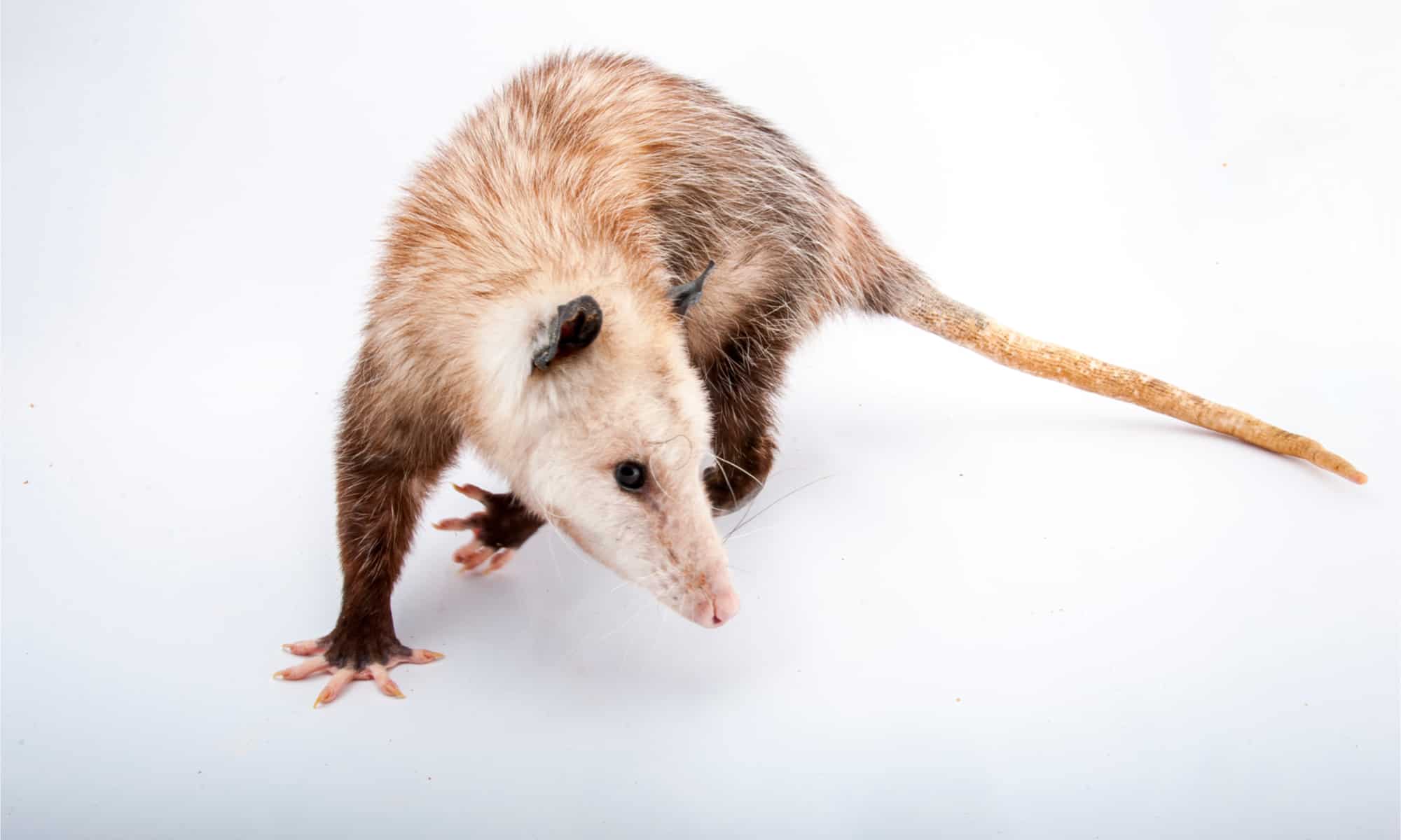 10 fatti incredibili sull'opossum