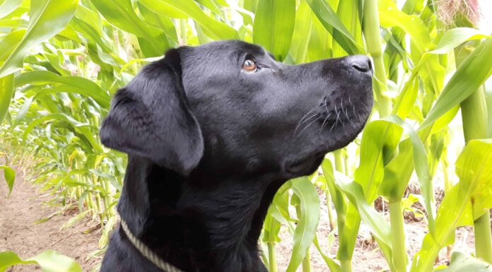  I cani possono mangiare mais?  È sicuro?
