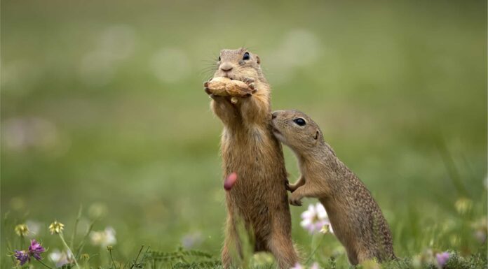 10 fatti incredibili di Gopher
