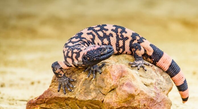 10 incredibili fatti sui mostri di Gila
