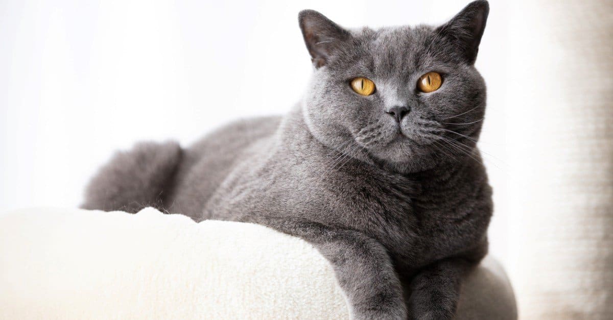 British Shorthair vs Russian Blue Cat: quali sono le principali differenze?