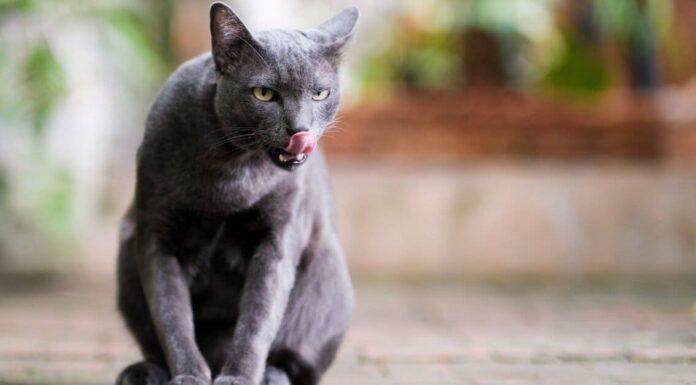 Korat vs Russian Blue Cat: spiegate le differenze chiave
