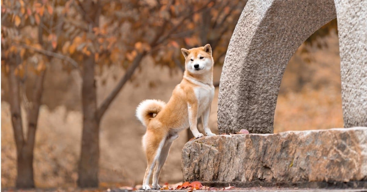 10 fatti incredibili di Shiba Inu