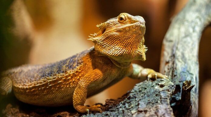 10 fatti incredibili sul drago barbuto
