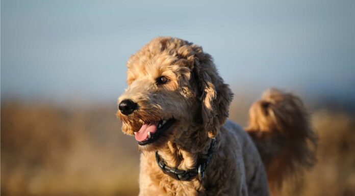 10 fatti incredibili di Goldendoodle
