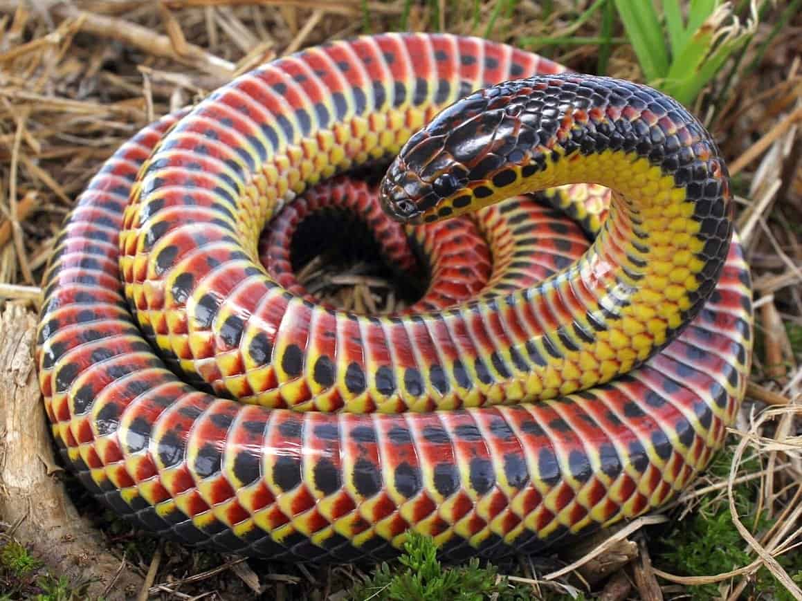 Scopri il più grande serpente arcobaleno mai trovato