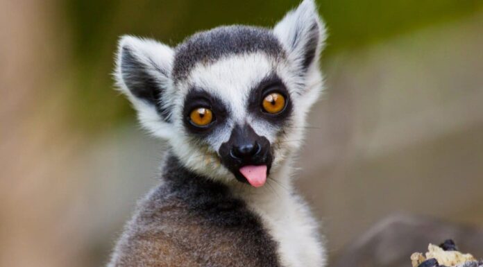 10 fatti incredibili sui lemuri
