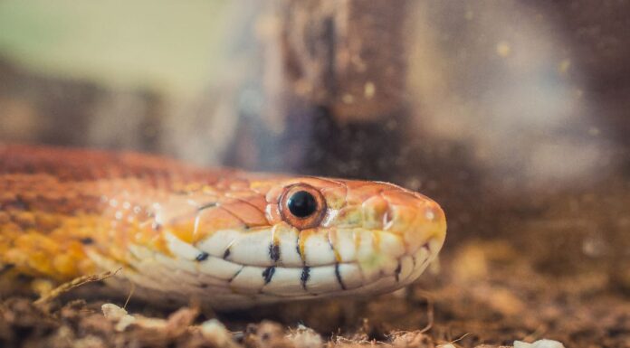 Cosa hanno i serpenti al posto delle palpebre?
