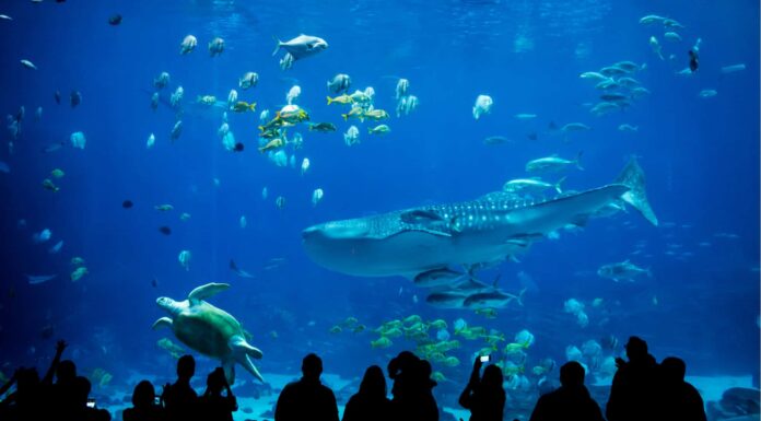 I 3 migliori acquari del Mississippi
