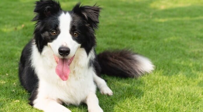 Le 10 migliori razze di cani più intelligenti del mondo
