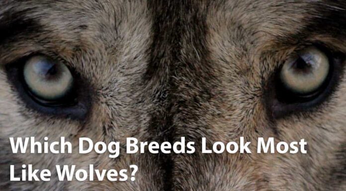 Gli 8 migliori cani che sembrano lupi
