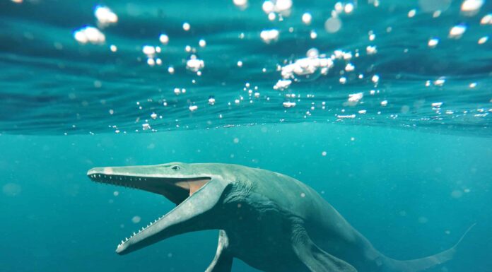 I più grandi animali di sempre: 5 giganti dall'oceano
