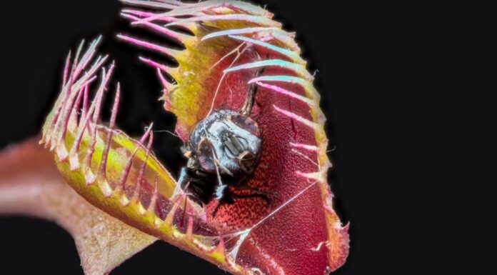 How Big Was the Largest Venus Flytrap Ever?