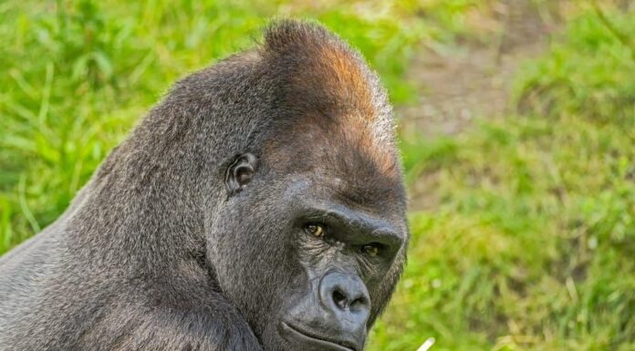 The 10 Most Endangered Species On Earth – And How To Help