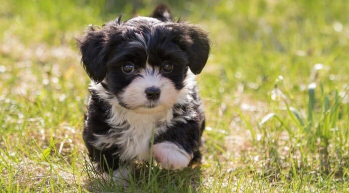 Havanese vs Shih Tzu: qual è la differenza?
