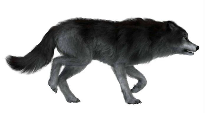 Sì, i Dire Wolves erano reali.  Ed erano terrificanti
