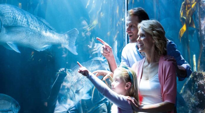 I 5 migliori acquari della California
