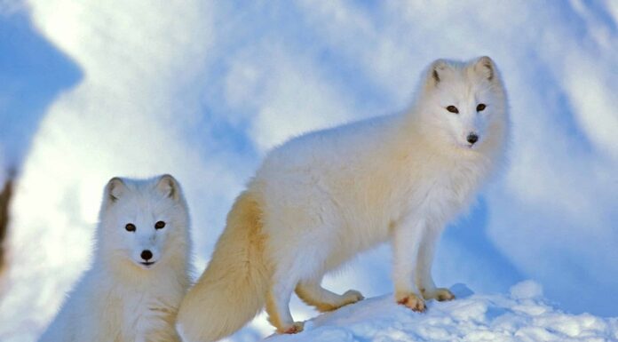 Fondamentalmente invincibile: i 10 animali più difficili del mondo
