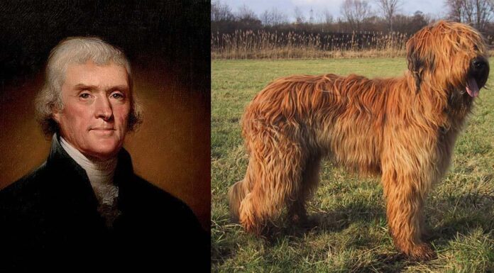 An American foxhound standing on a paved sidewalk surrounded by trees with its tongue out.