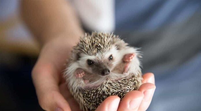 I 10 migliori animali che vanno in letargo (esclusi gli orsi)
