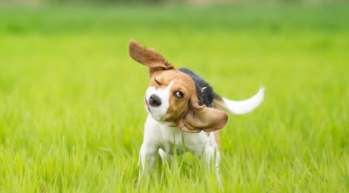 Perché i cani scuotono la testa?
