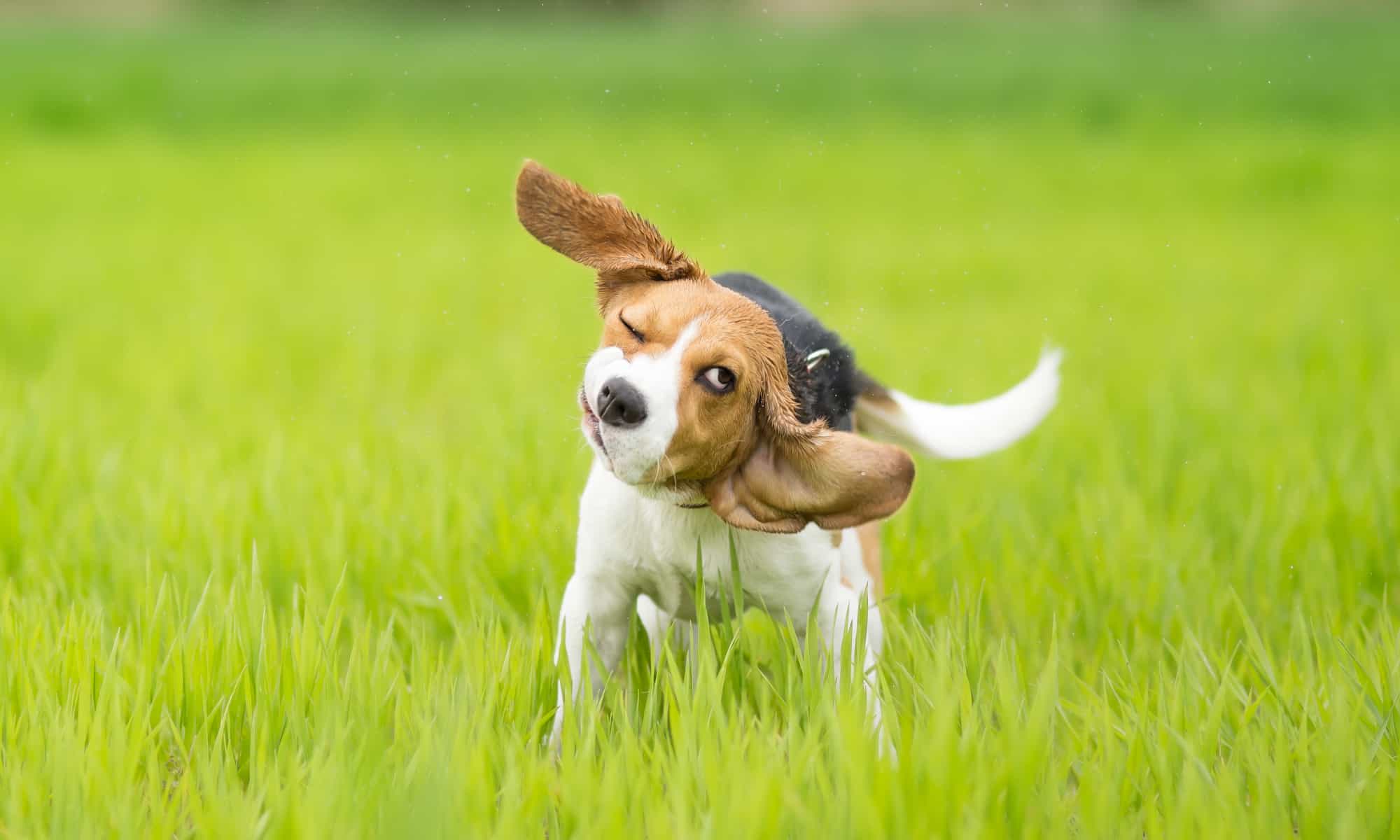 Perché i cani scuotono la testa?