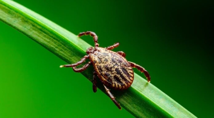 Tick Header - Tick Burrowed In