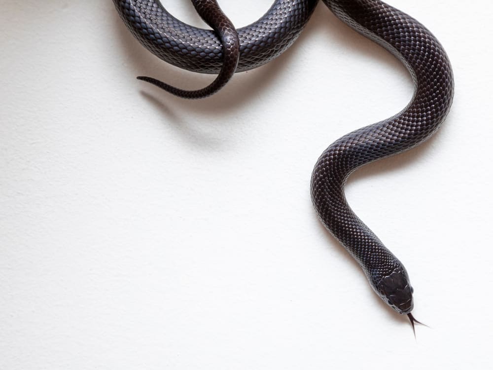 Serpenti in vendita: i 3 modi più affidabili per acquistare serpenti