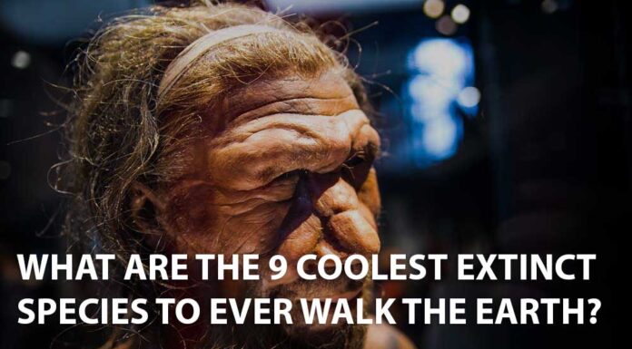 I 9 animali estinti più belli che abbiano mai camminato sulla Terra
